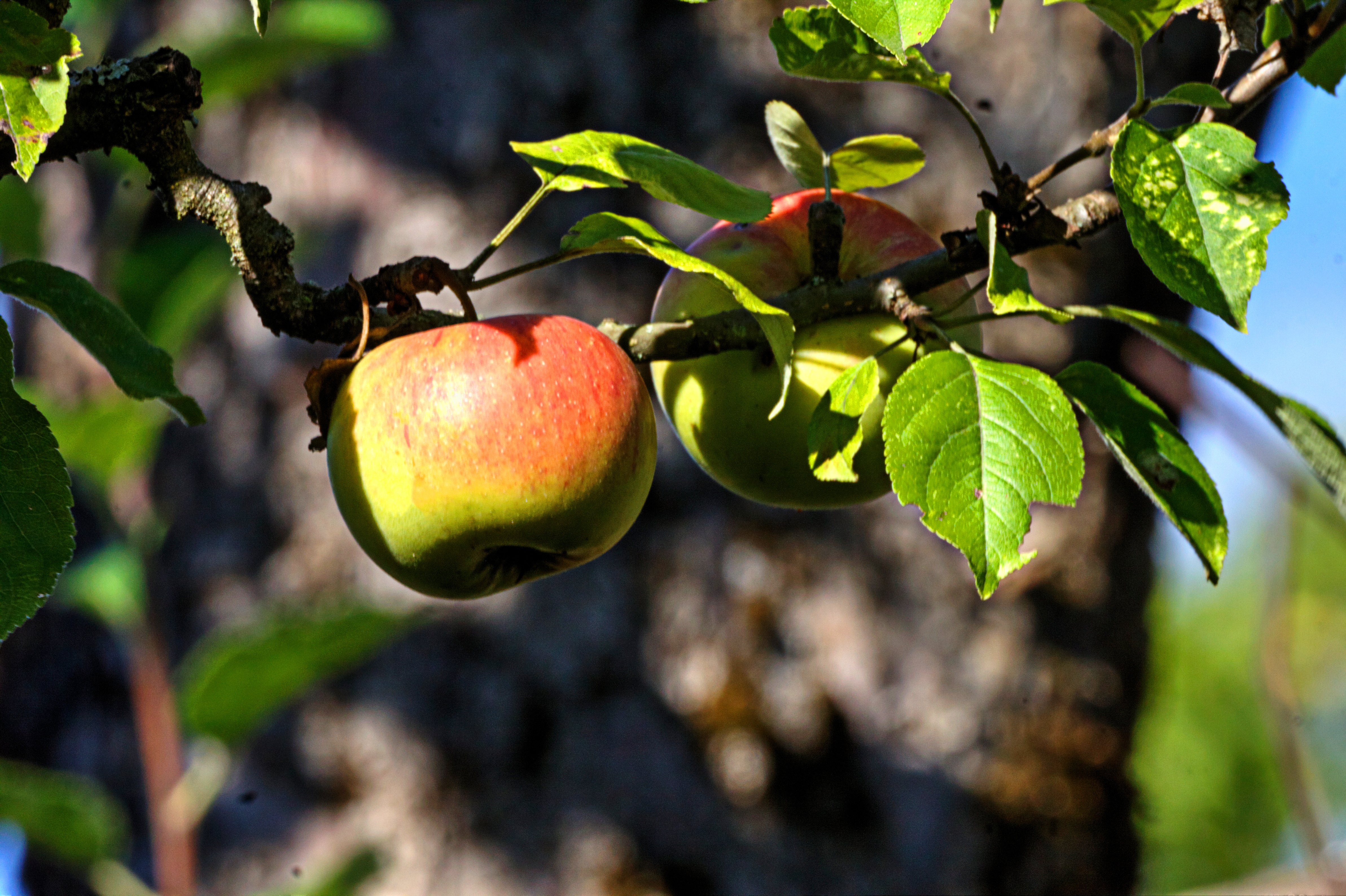 Linsenhofer Äpfel am Baum