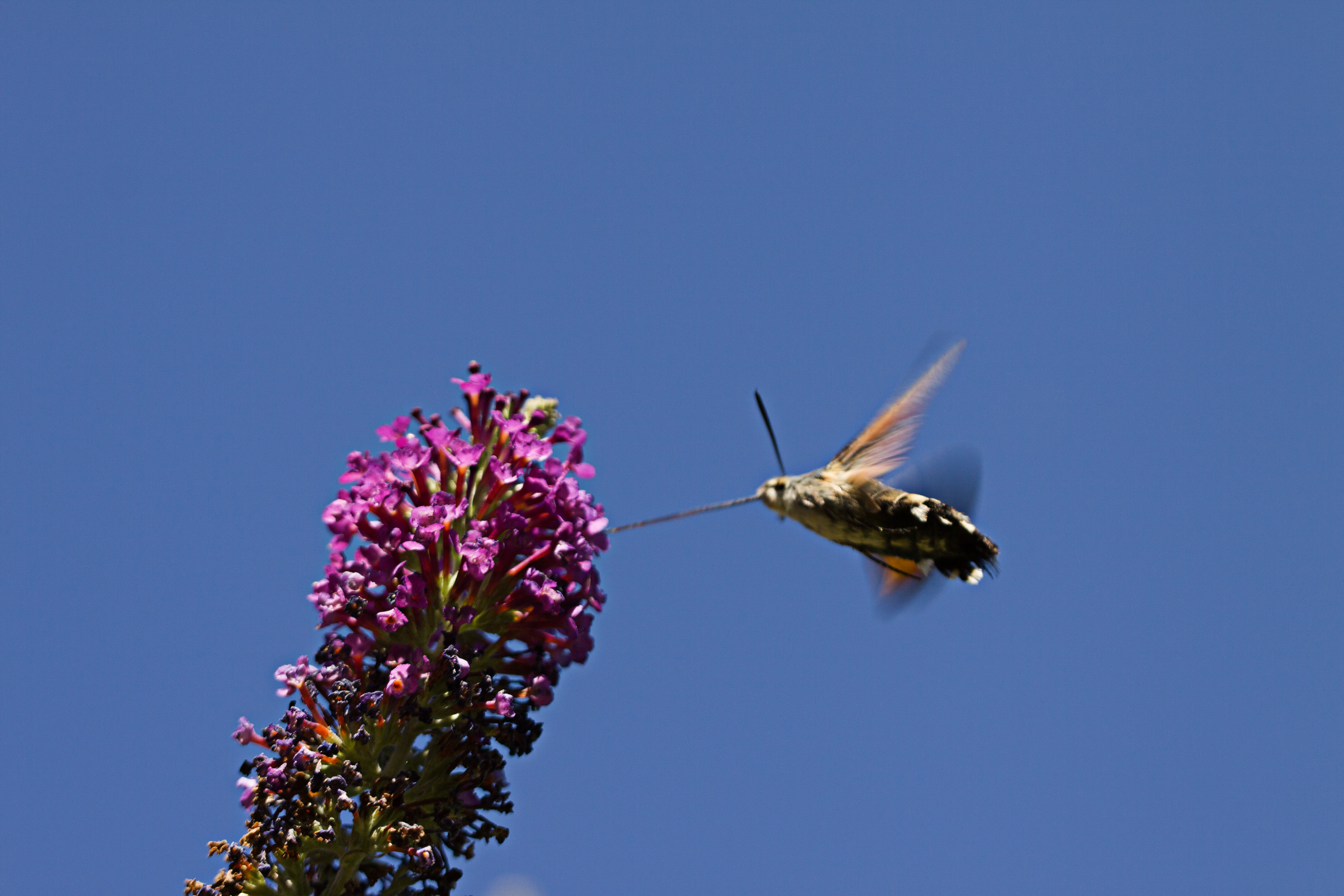Taubenschwänzchen am Sommerflieder